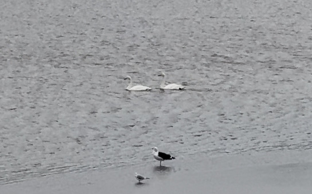 Лебедь-кликун - ML644588779