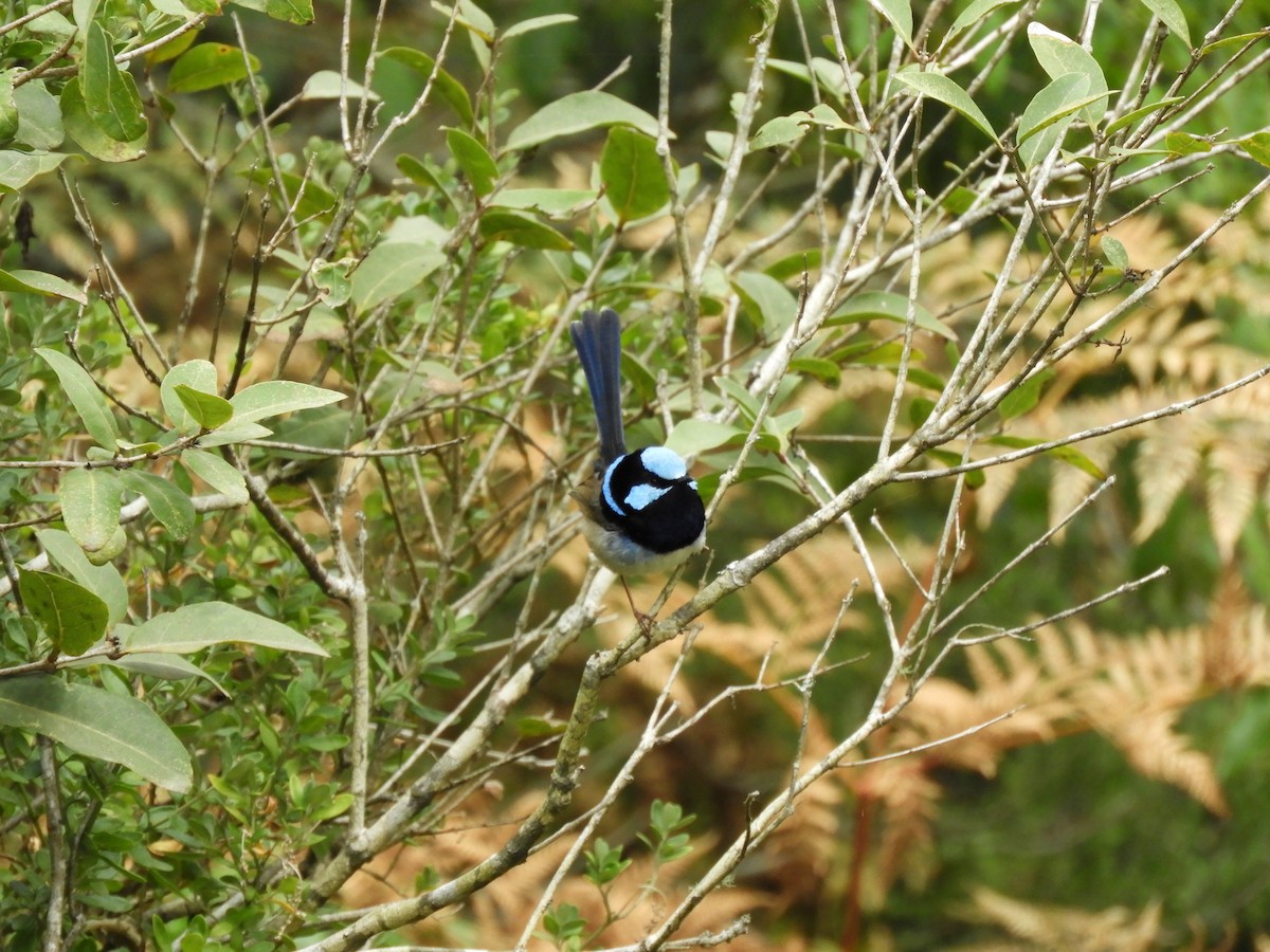 Superb Fairywren - ML644588781