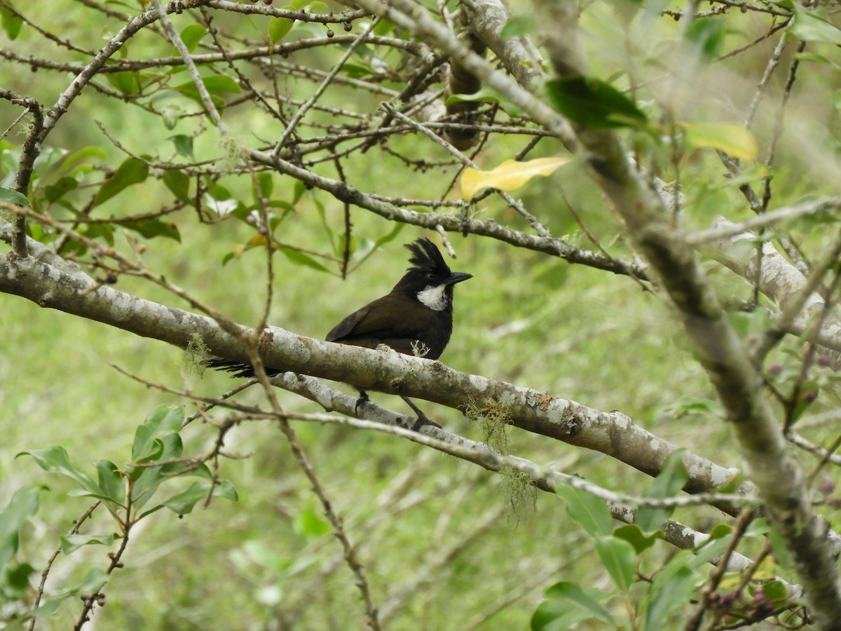 kosovec zvučnohlasý - ML644588789