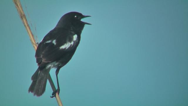 Shama dayal - ML644588791