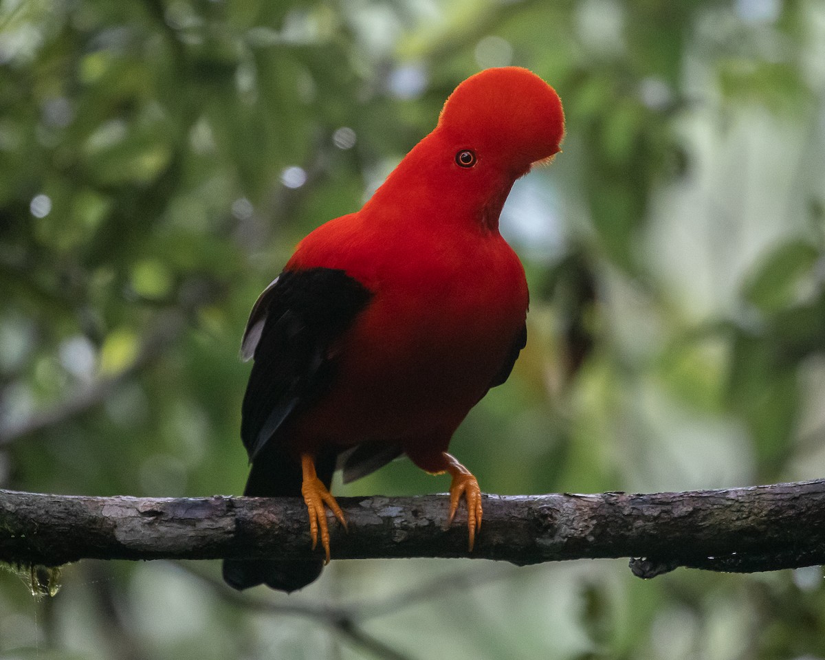 Andean Cock-of-the-rock - ML644588792