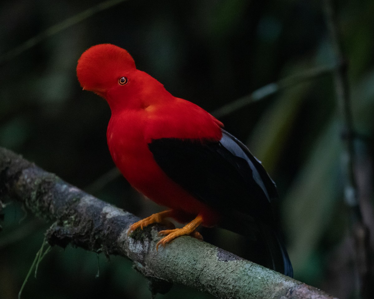 Andean Cock-of-the-rock - ML644588793