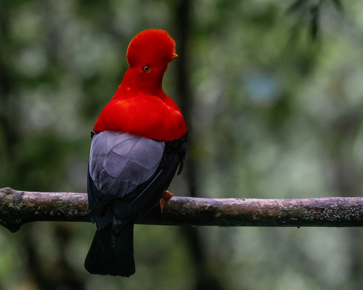 Andean Cock-of-the-rock - ML644588794