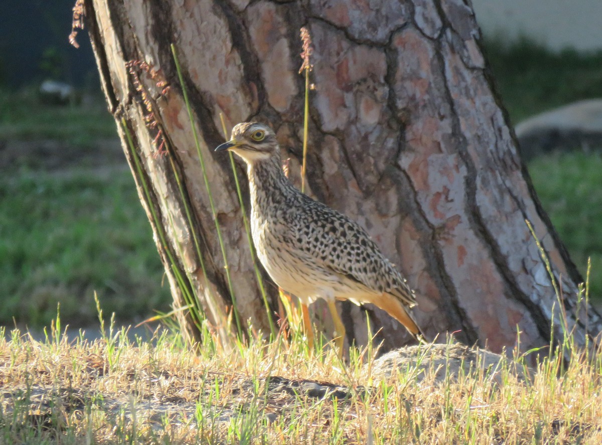 Spotted Thick-knee - ML644588802