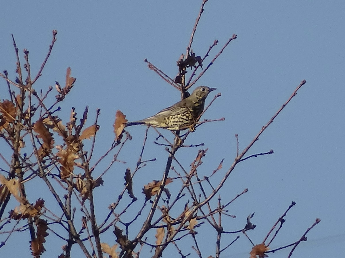 ヤドリギツグミ - ML644588816