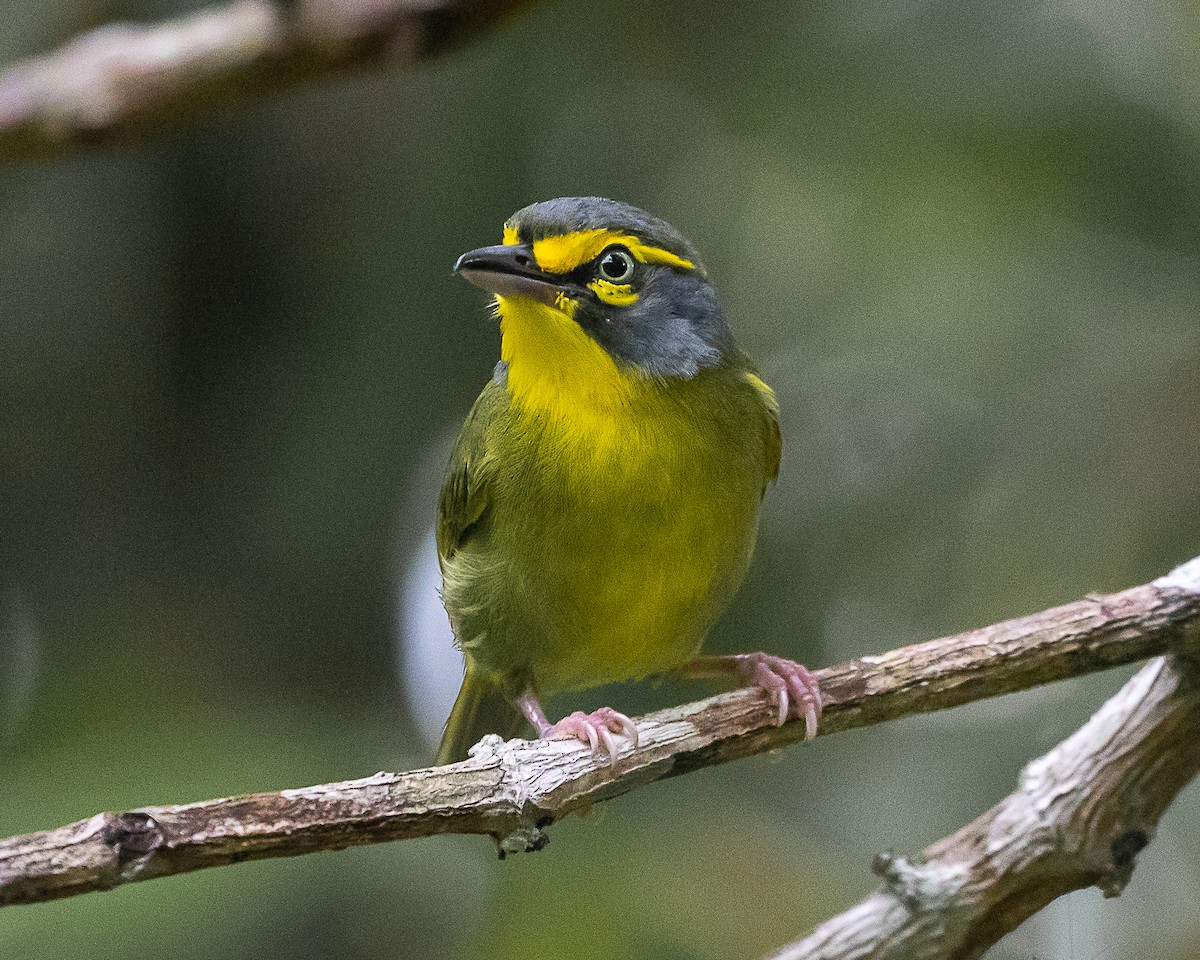 Віреон сіроголовий - ML644588823