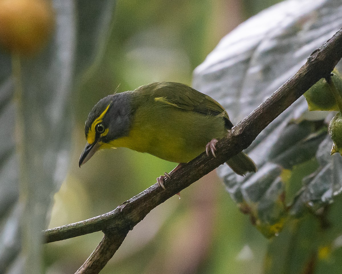 Віреон сіроголовий - ML644588824