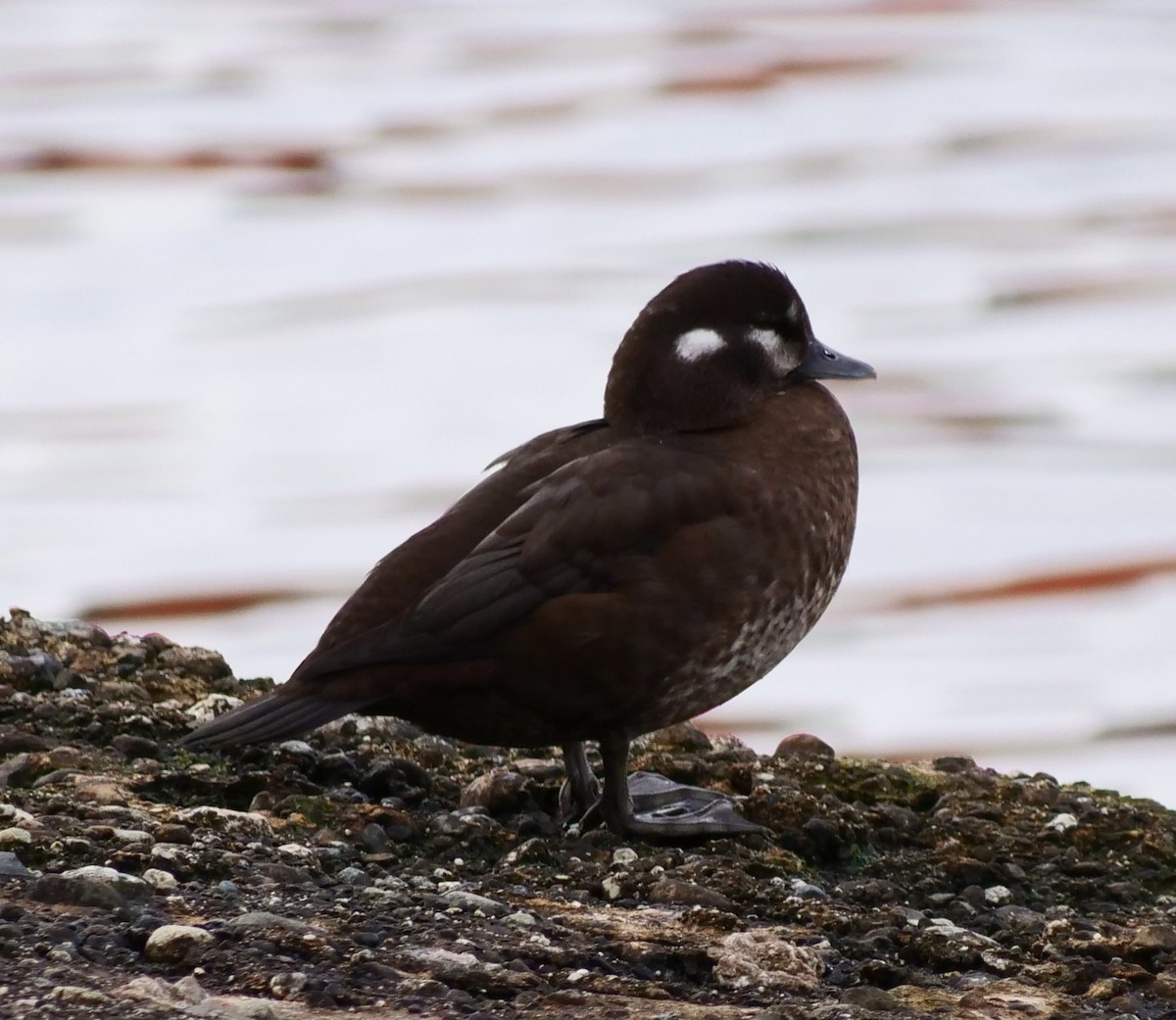 Harlequin Duck - ML644588826