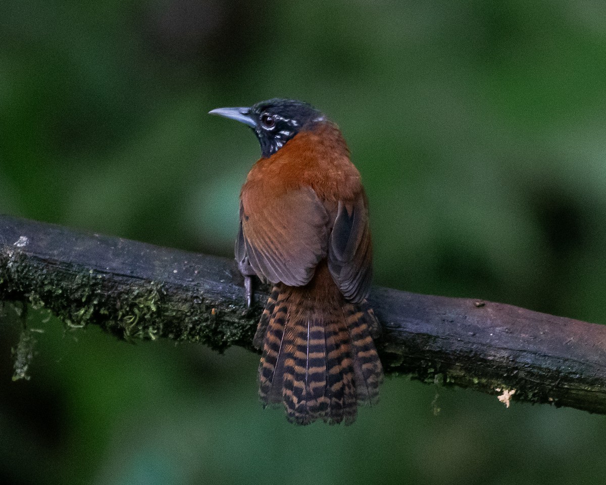 Sooty-headed Wren - ML644588828