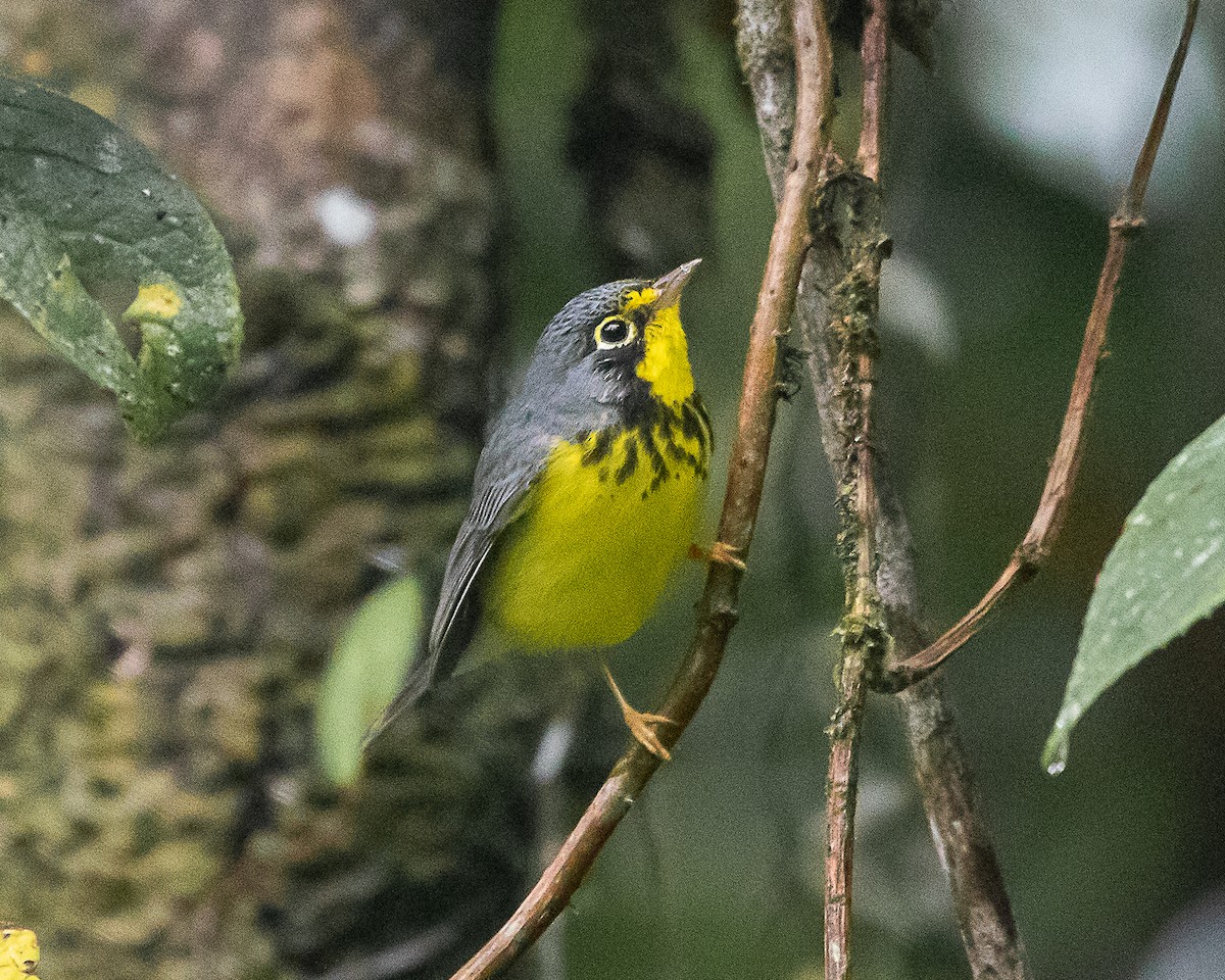 Paruline du Canada - ML644588832