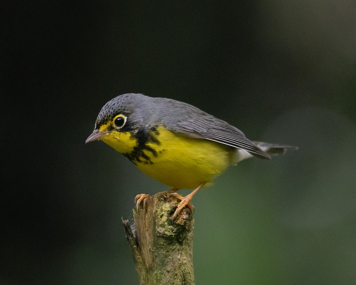 Paruline du Canada - ML644588833