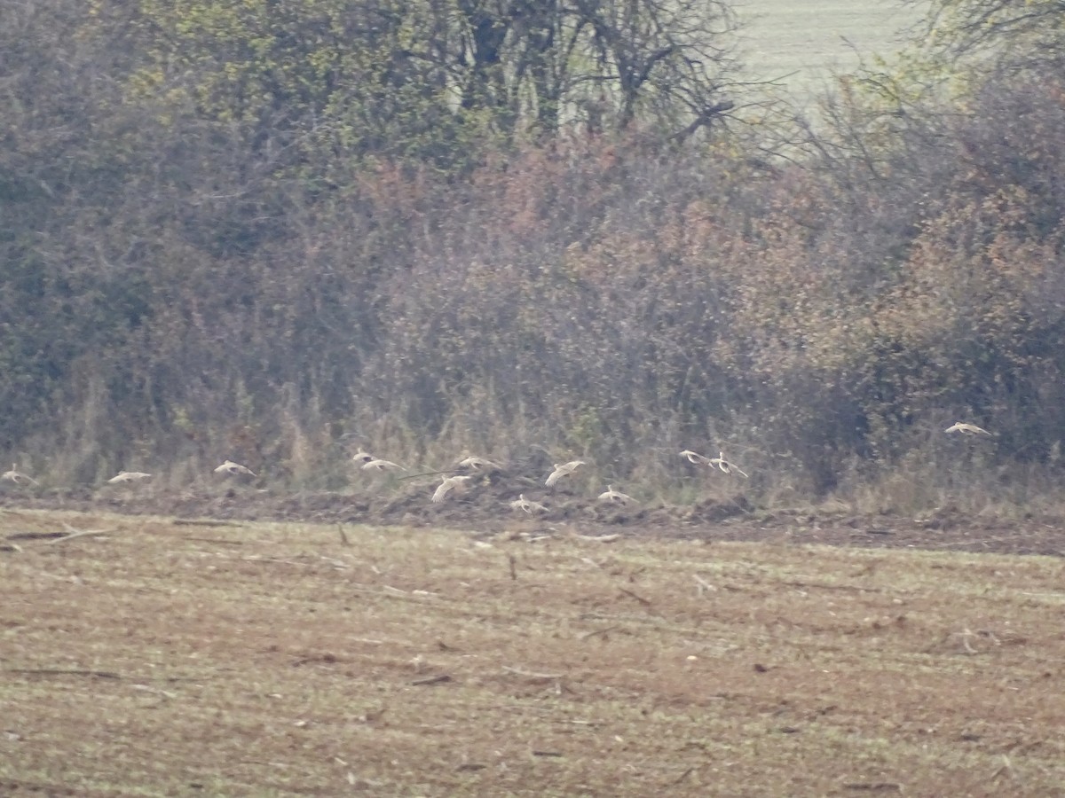 Gray Partridge - ML644588842