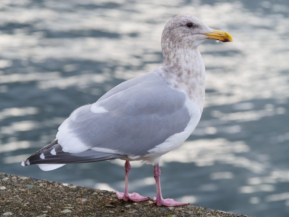 Glaucous-winged Gull - ML644588843