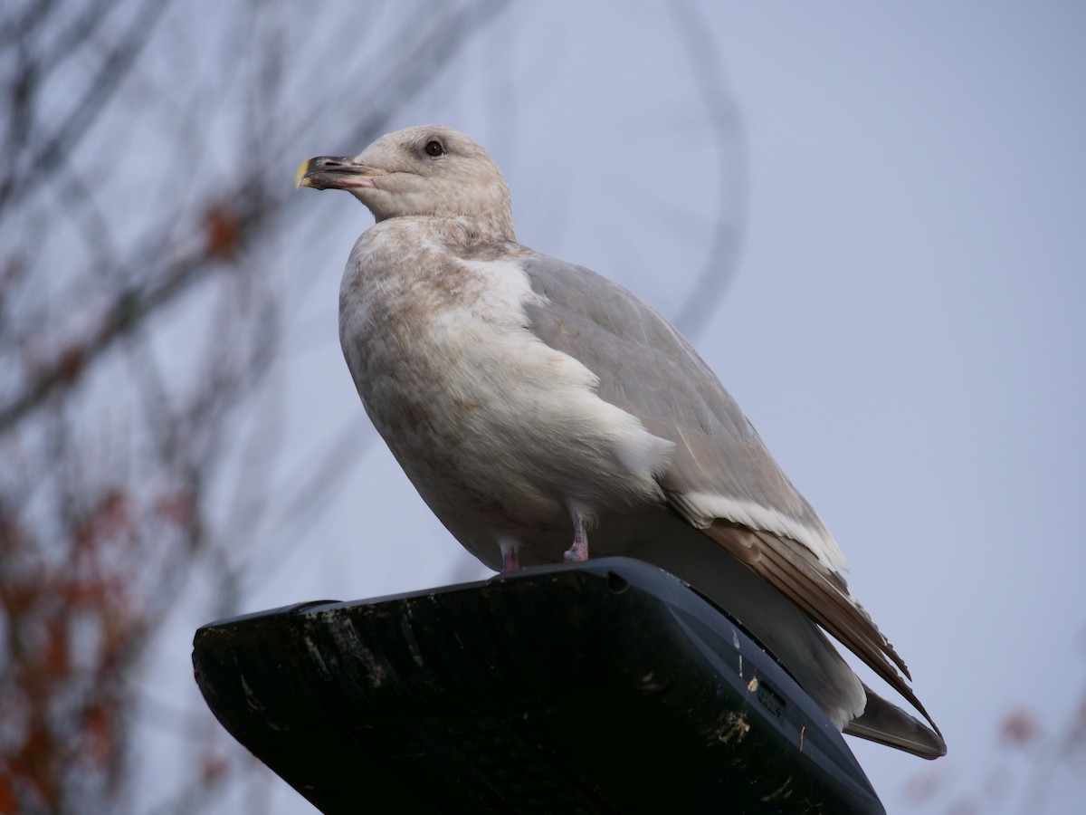 Glaucous-winged Gull - ML644588846
