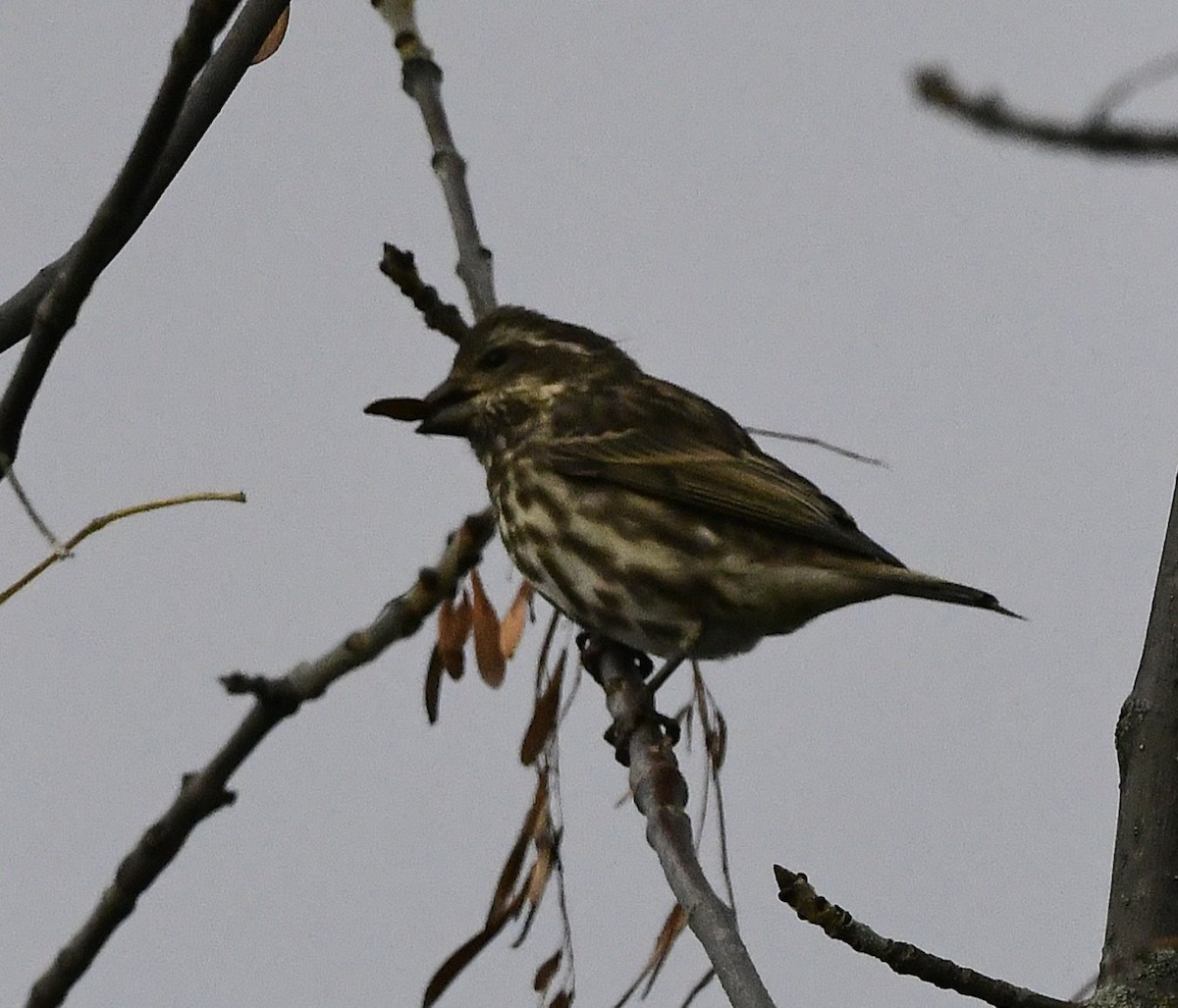 Purple Finch - ML644588851