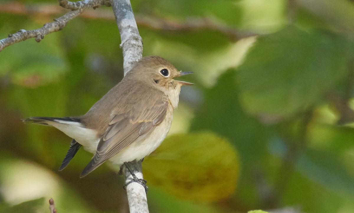 Red-breasted Flycatcher - ML644588854