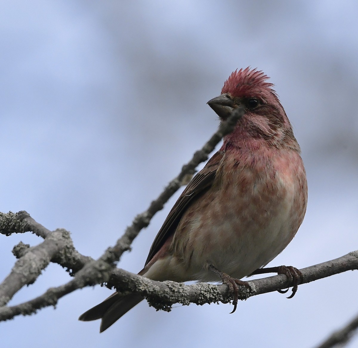 Purple Finch - ML644588858