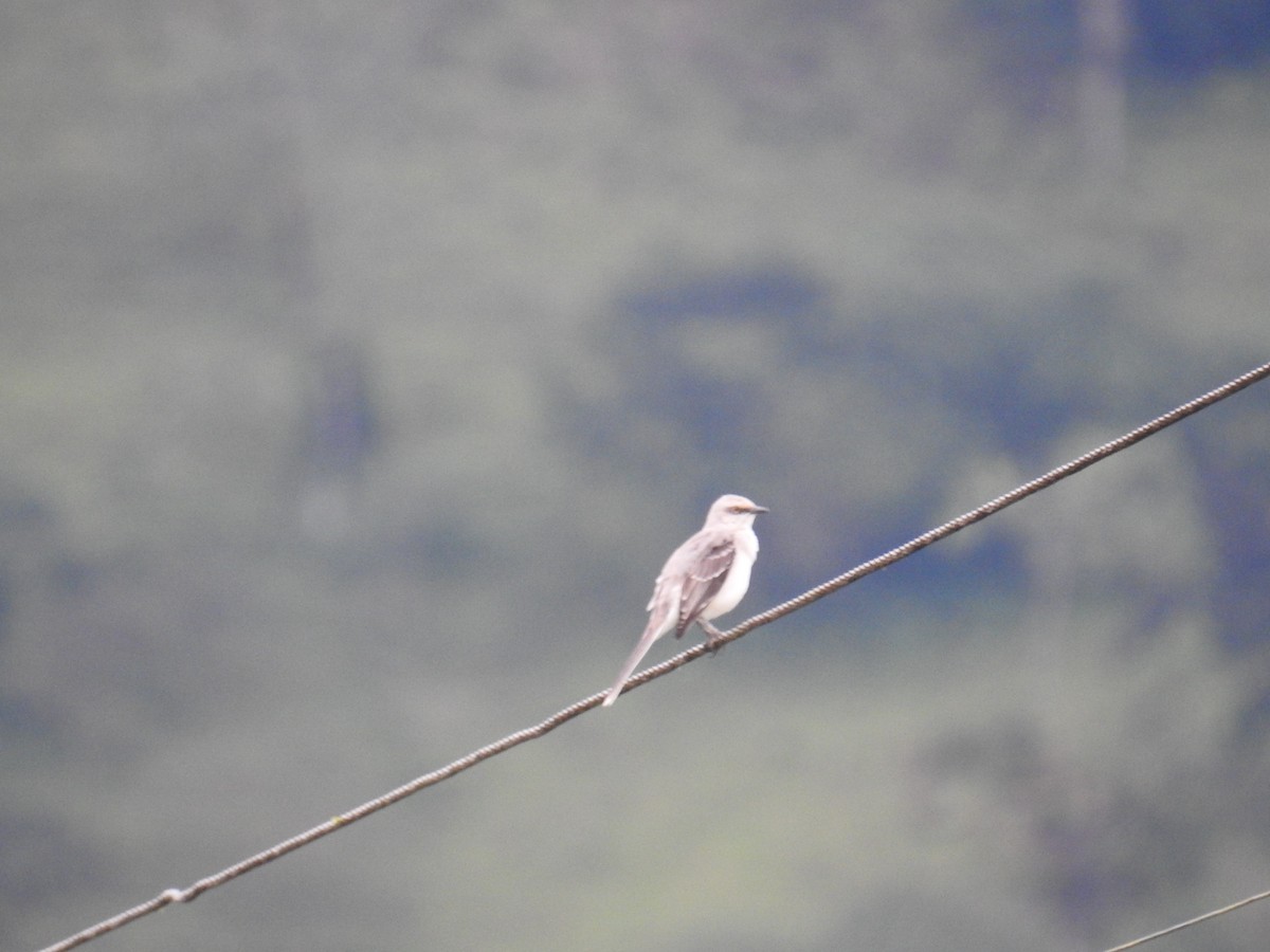 Tropical Mockingbird - ML644588860