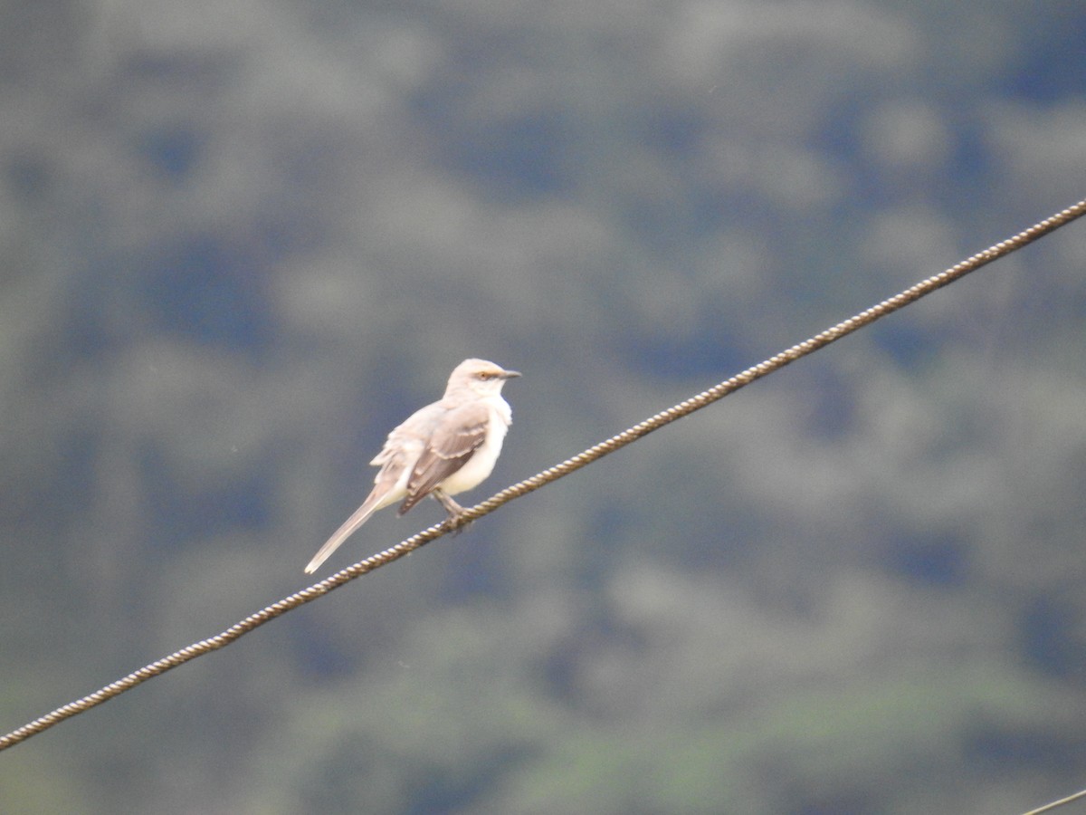 Tropical Mockingbird - ML644588861