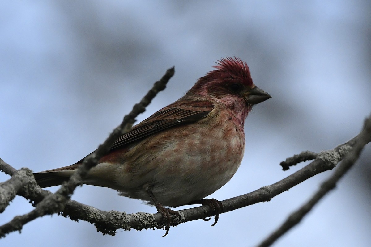 Purple Finch - ML644588862