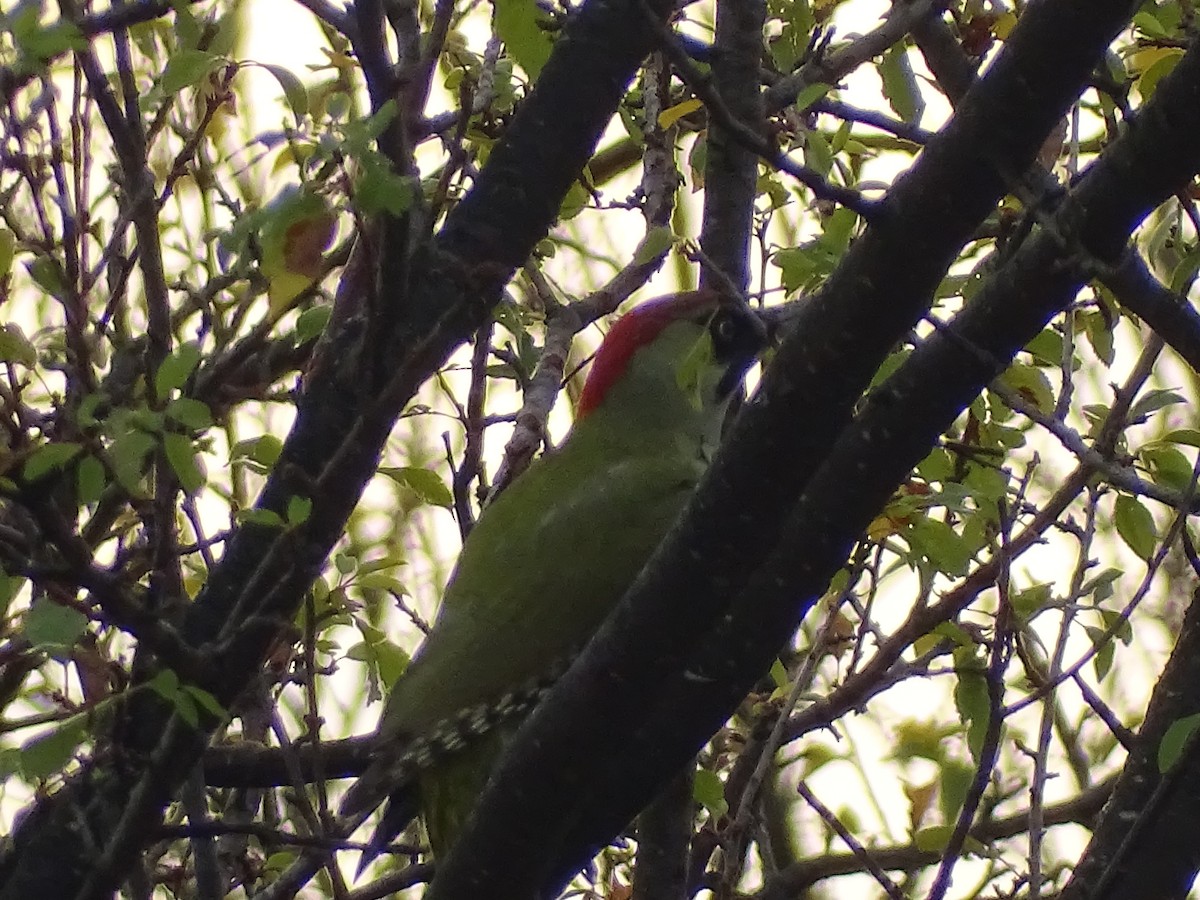 žluna zelená - ML644588864