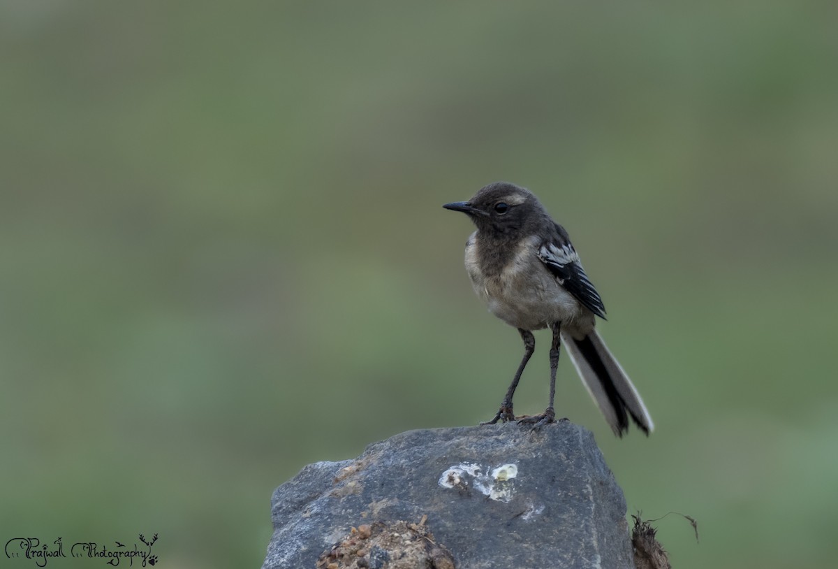 Bergeronnette indienne - ML644588866