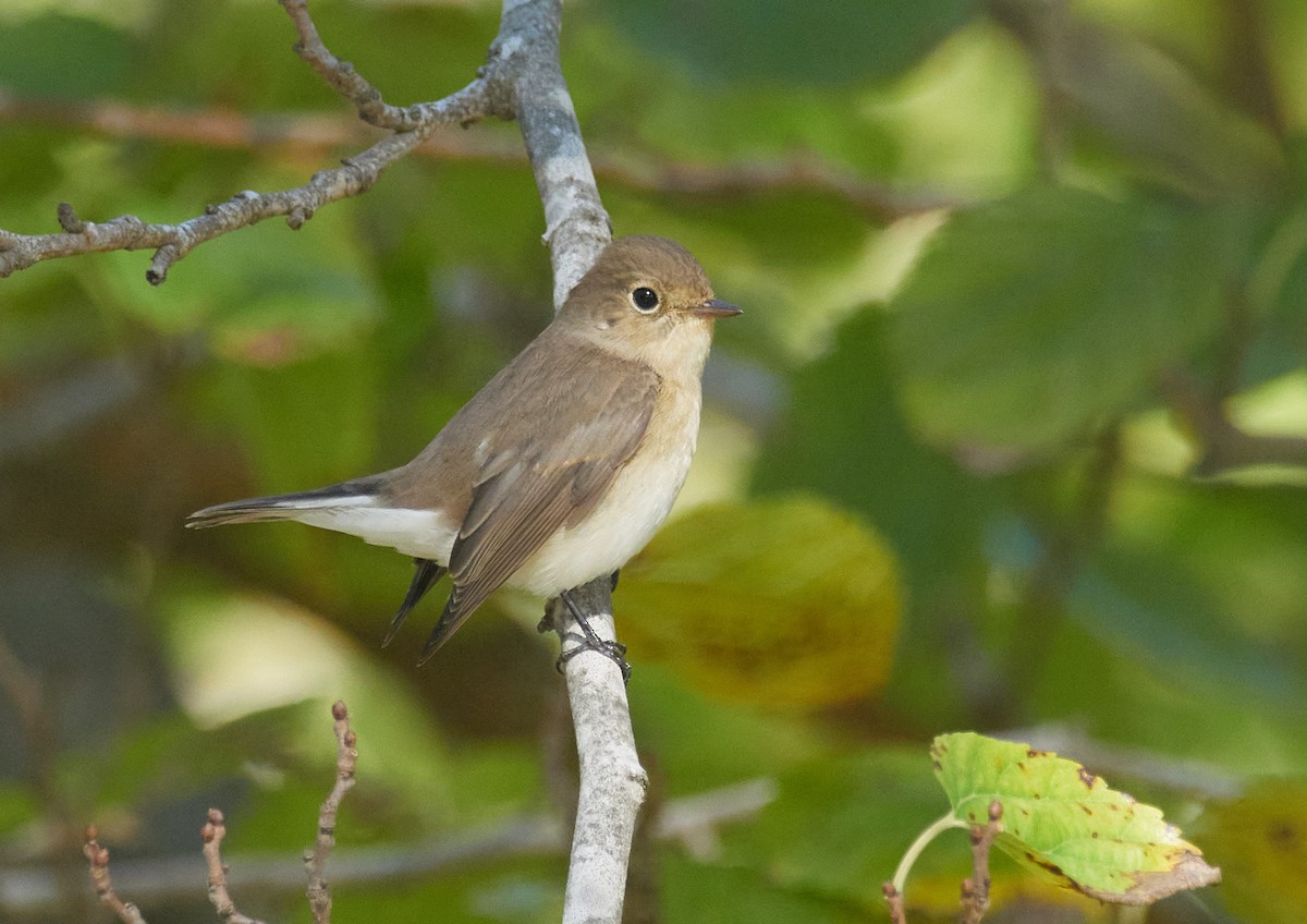 Red-breasted Flycatcher - ML644588868