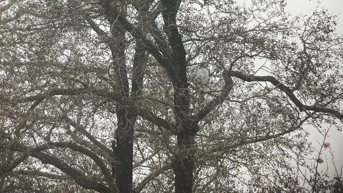 Яструб великий - ML644588871