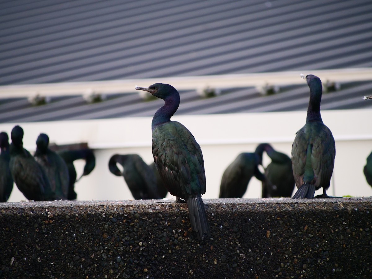 Pelagic Cormorant - ML644588873