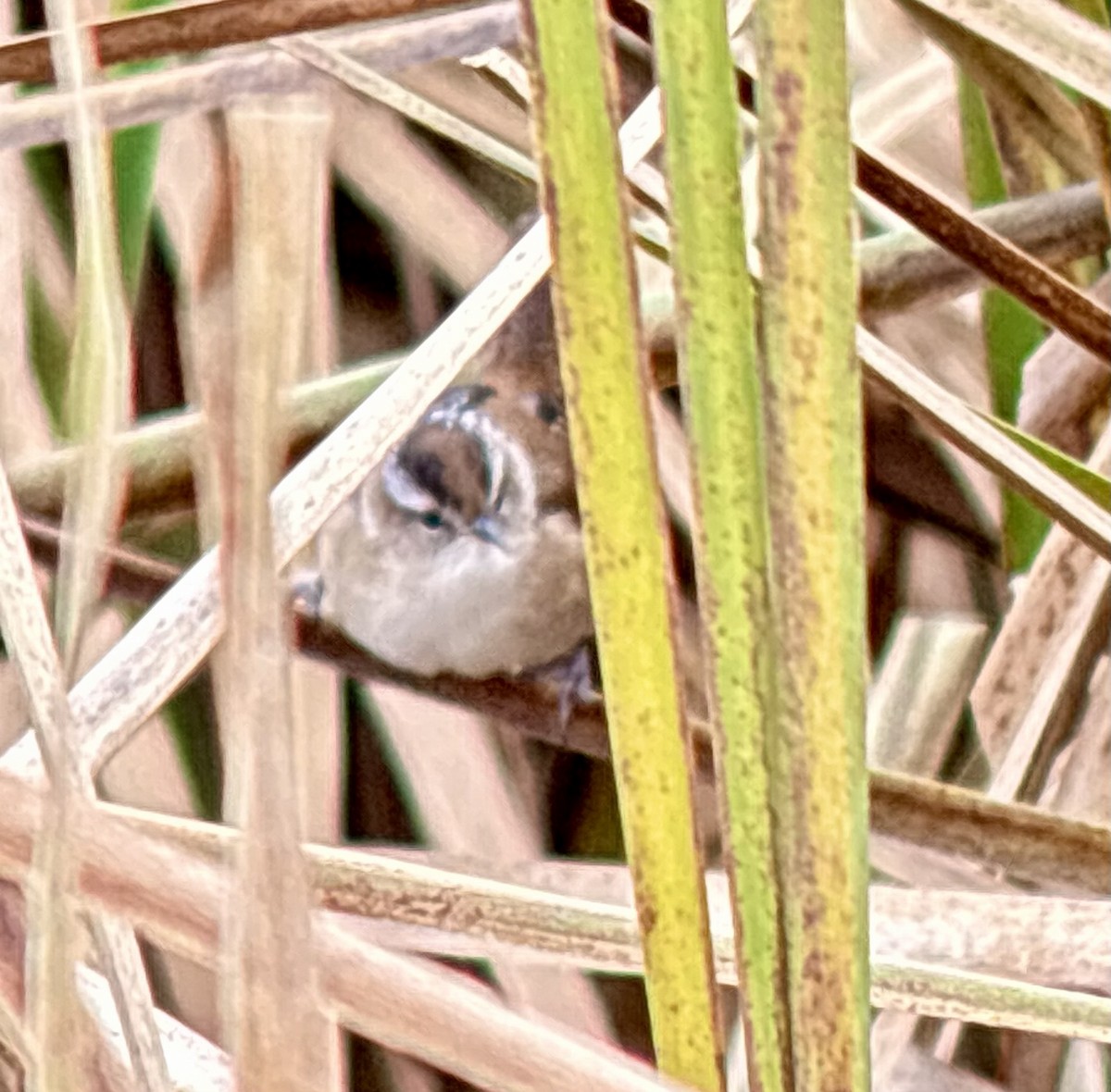 Marsh Wren - ML644588875