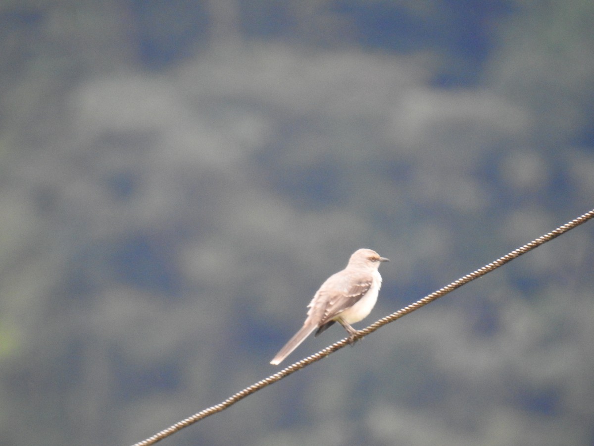 Tropical Mockingbird - ML644588878