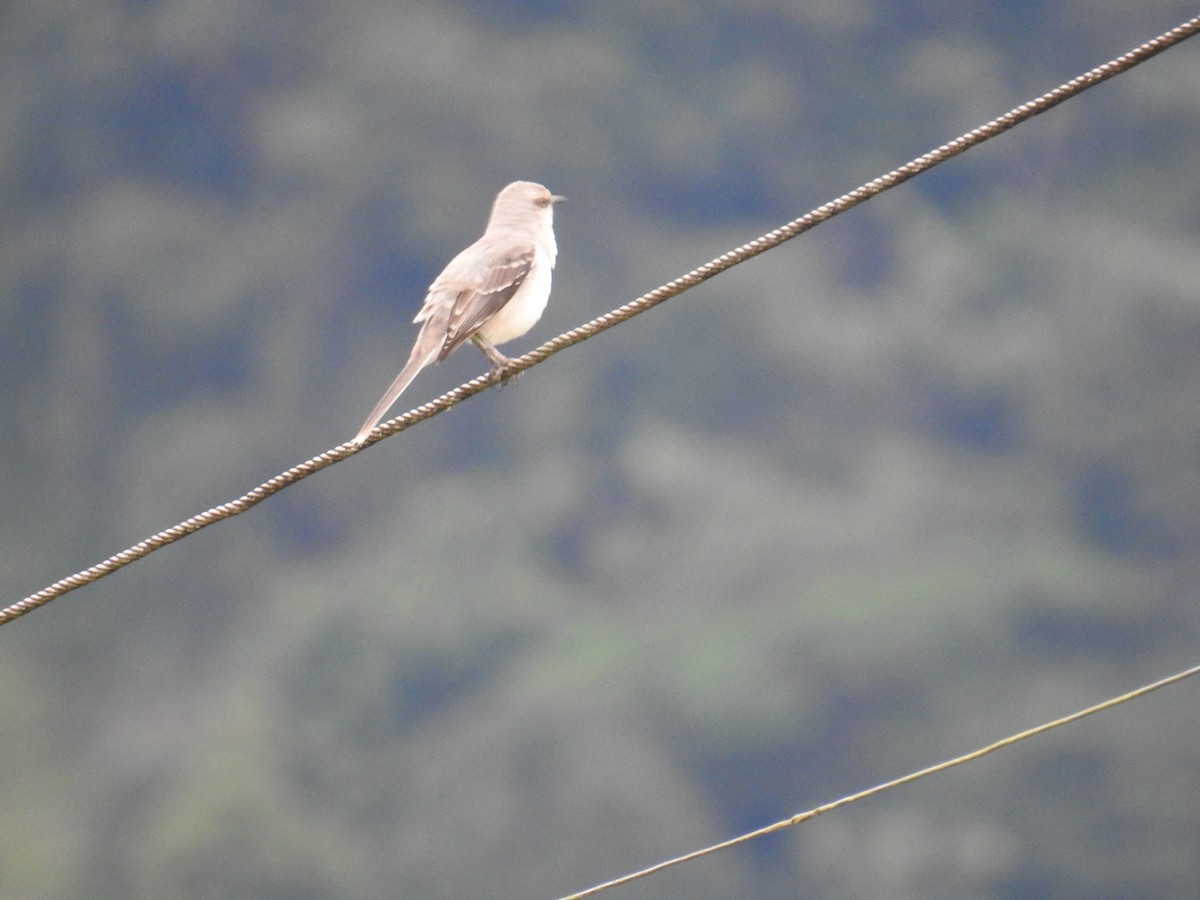 Tropical Mockingbird - ML644588879