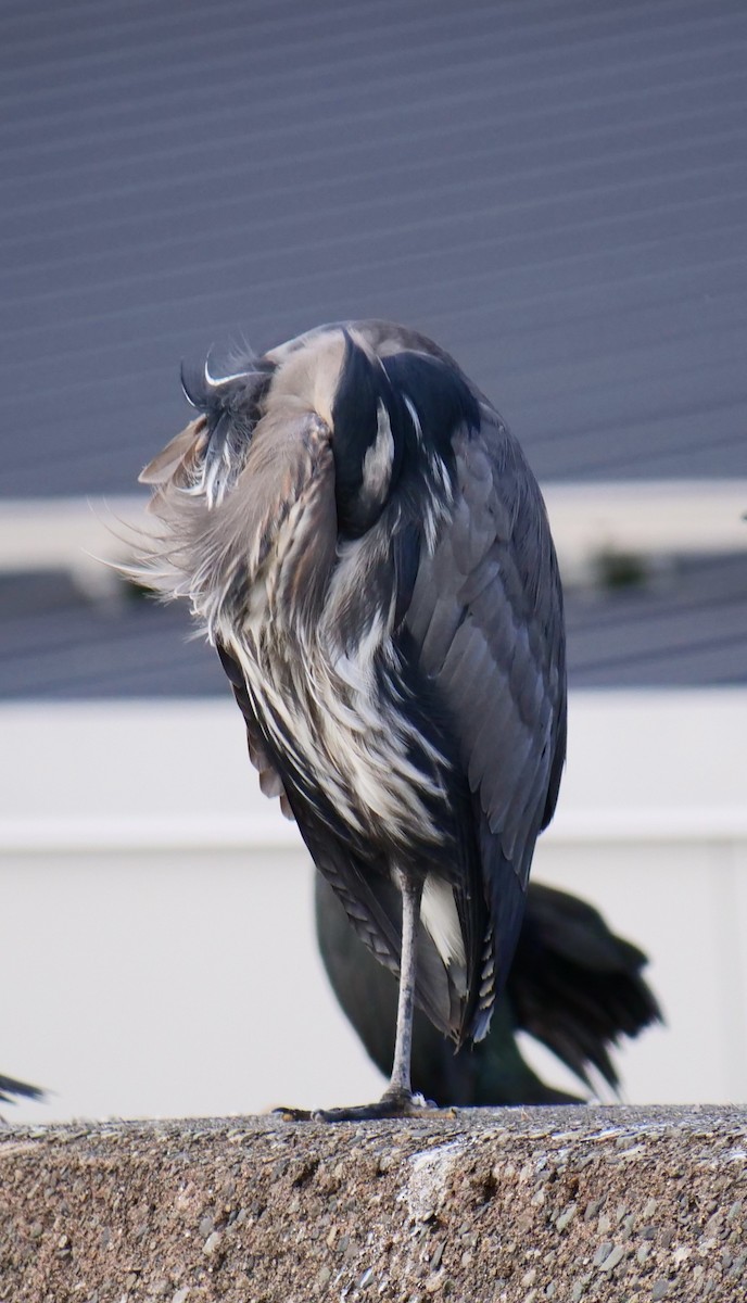 Amerika Gri Balıkçılı - ML644588880