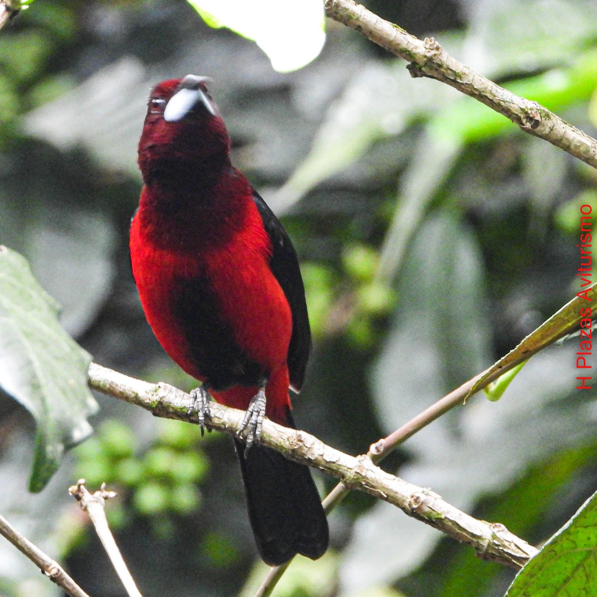 Crimson-backed Tanager - ML644588883