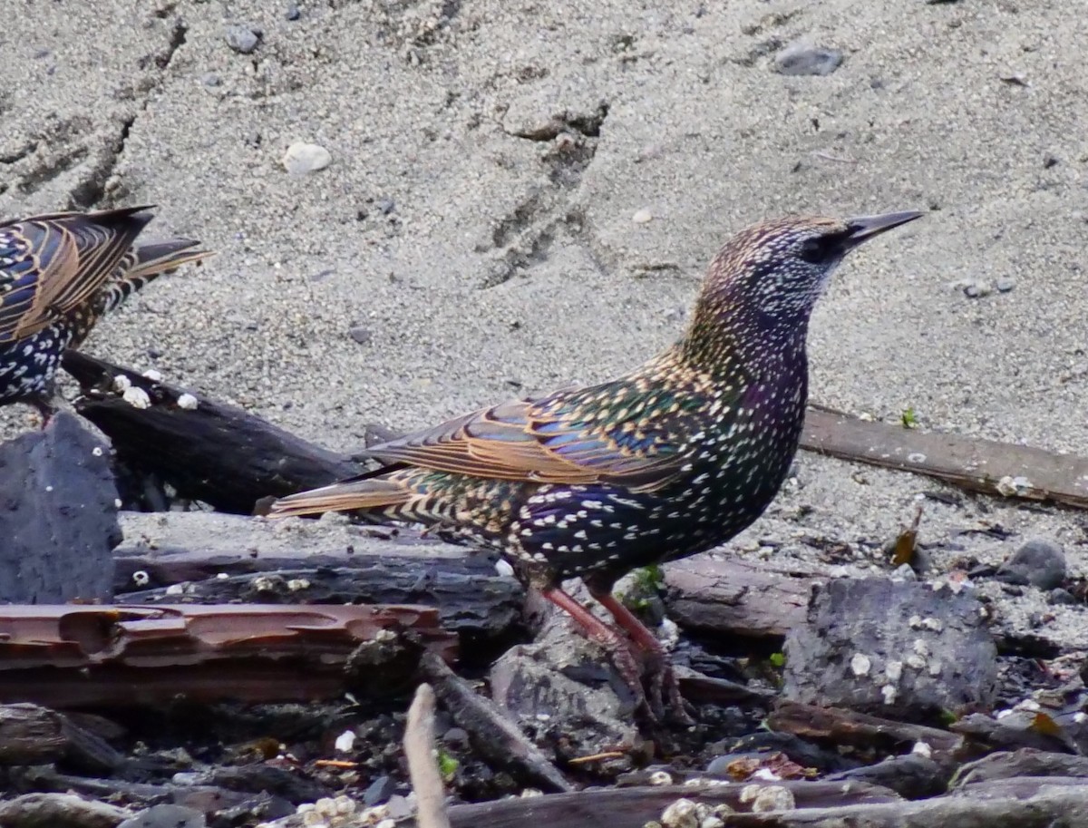 European Starling - Jan Bryant