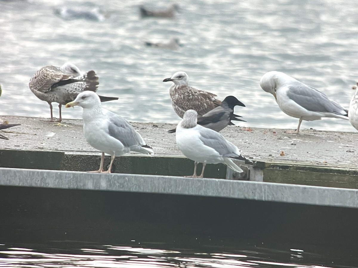 Caspian Gull - Pekka Saikko
