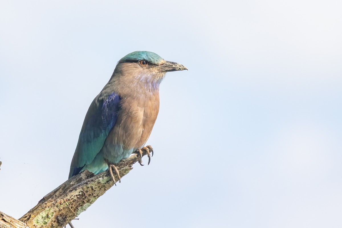 Сиворакша індокитайська - ML644588895