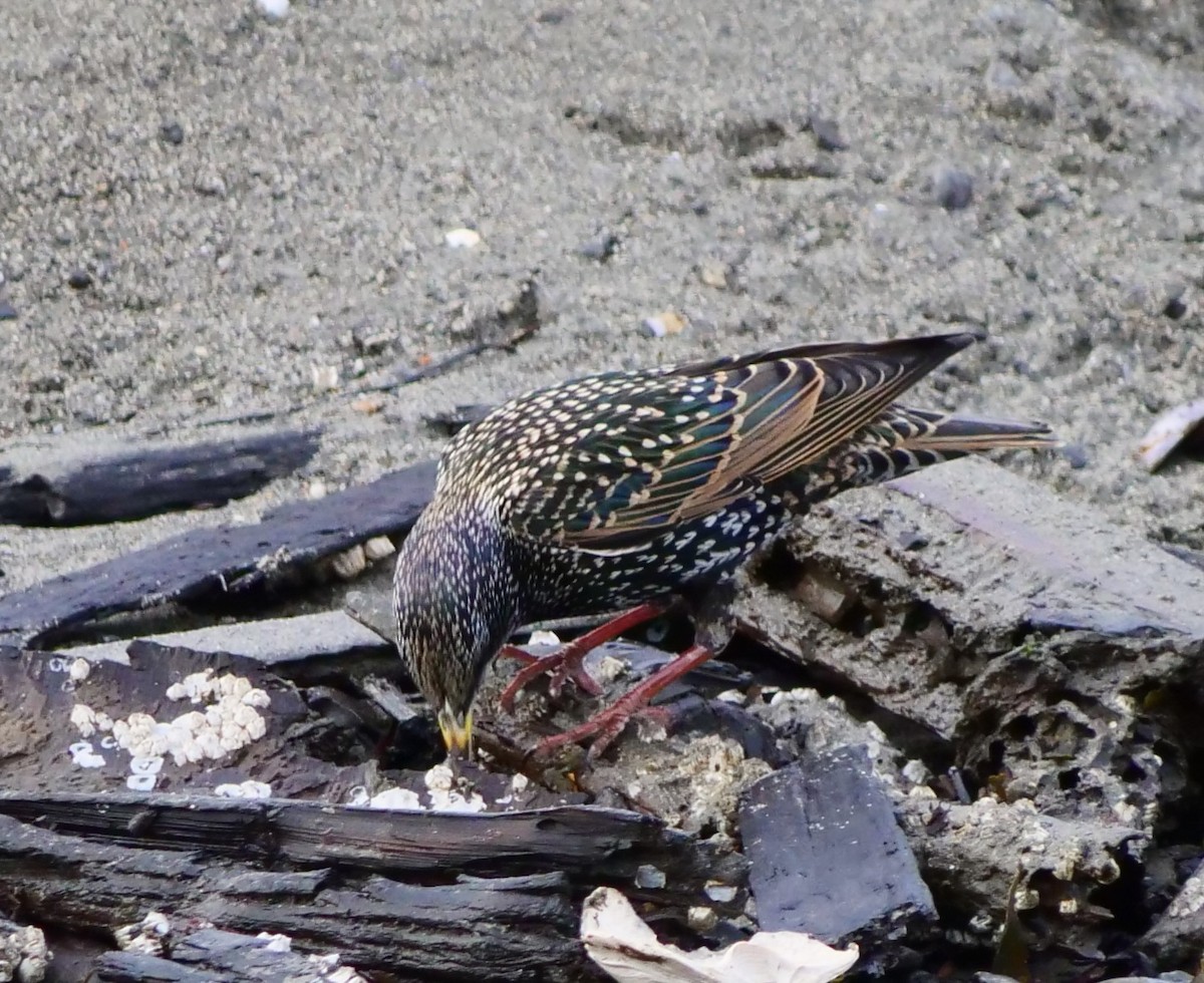 European Starling - Jan Bryant