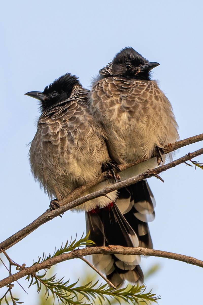 Red-vented Bulbul - ML644588898