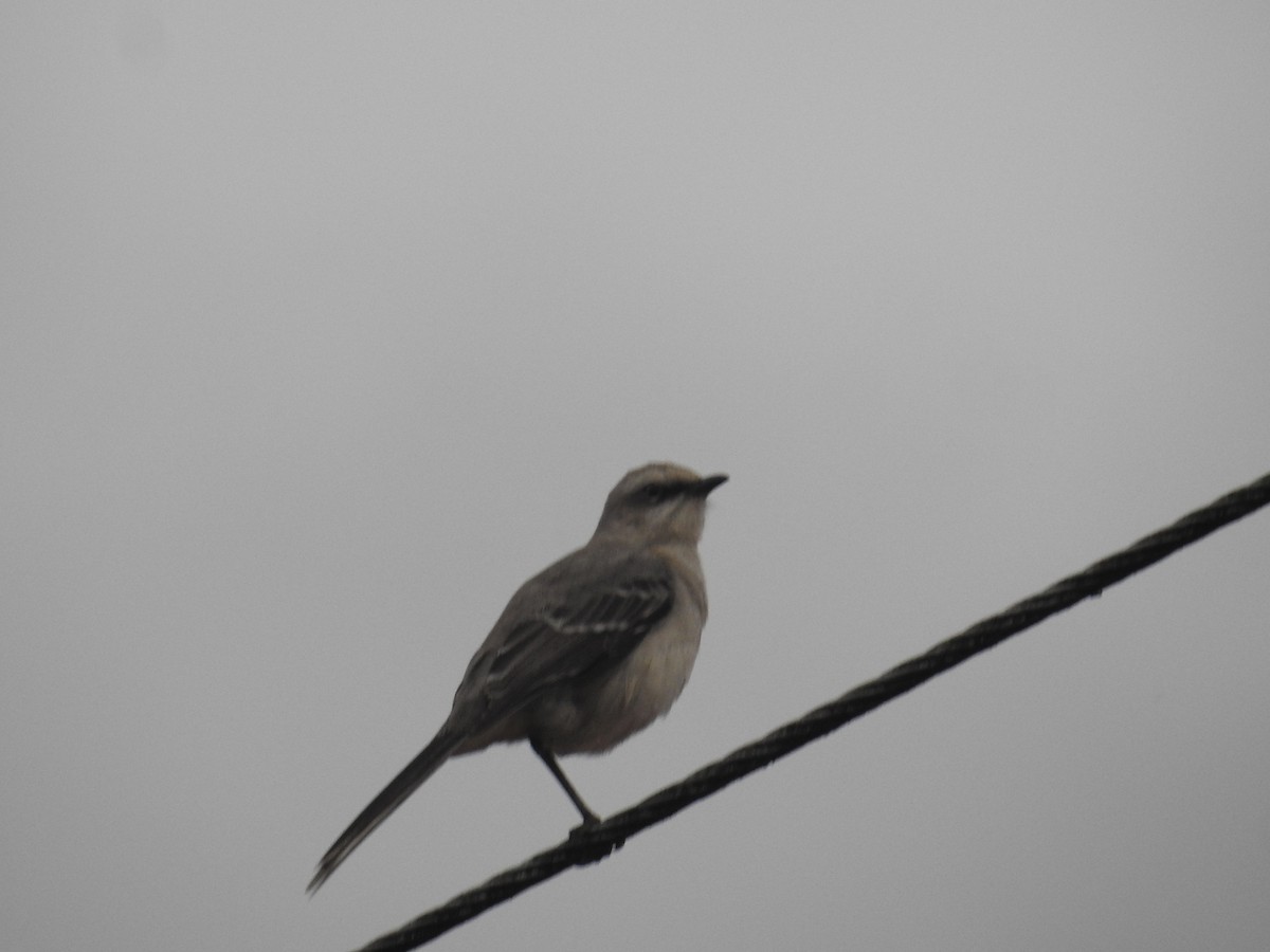 Tropical Mockingbird - ML644588899