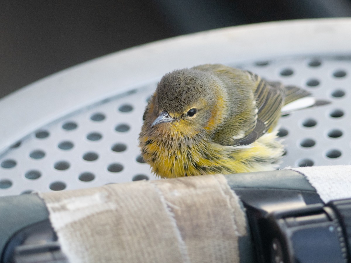 Paruline tigrée - ML644588900