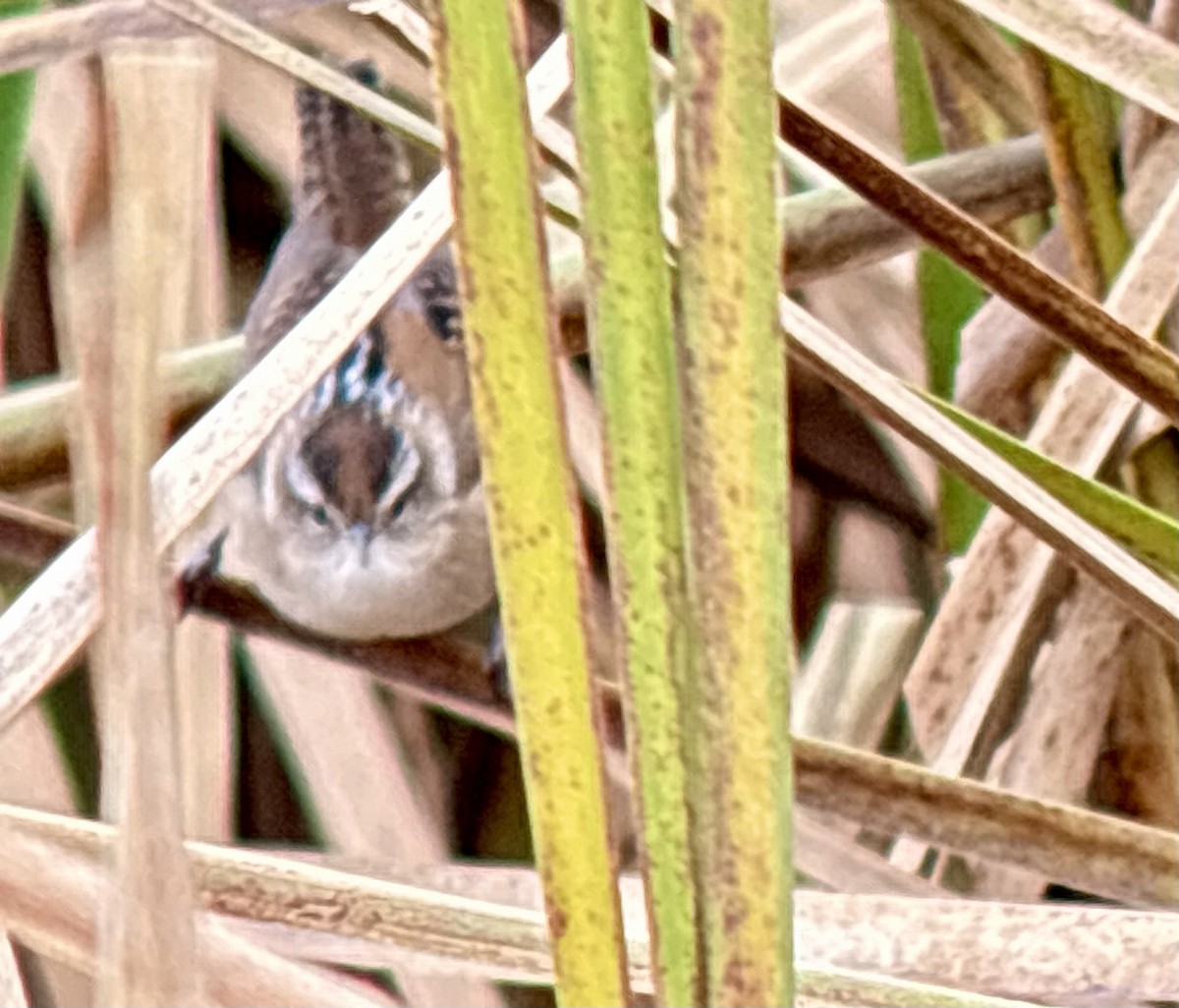 Marsh Wren - ML644588901