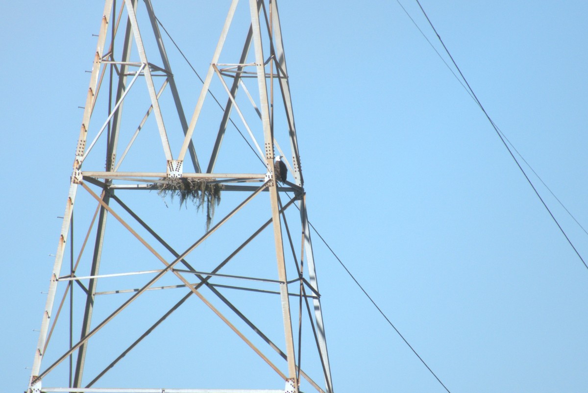 Pigargo Americano - ML644588904