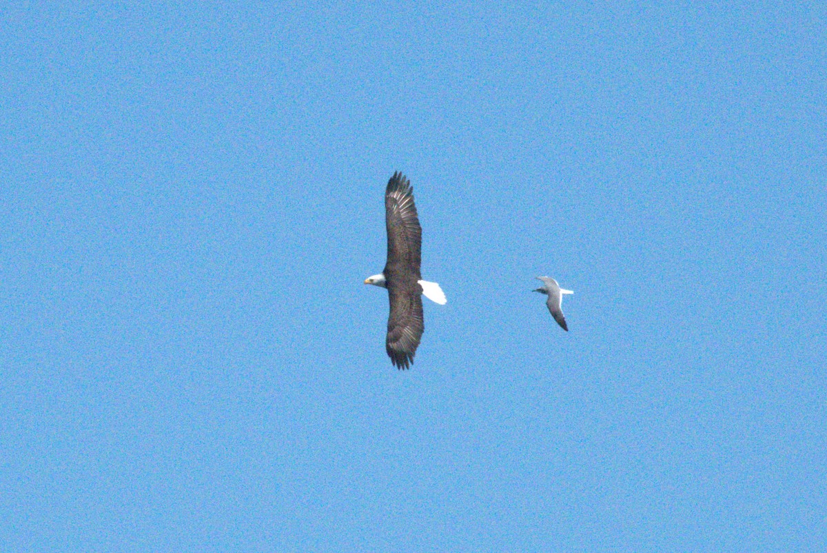 Pigargo Americano - ML644588905