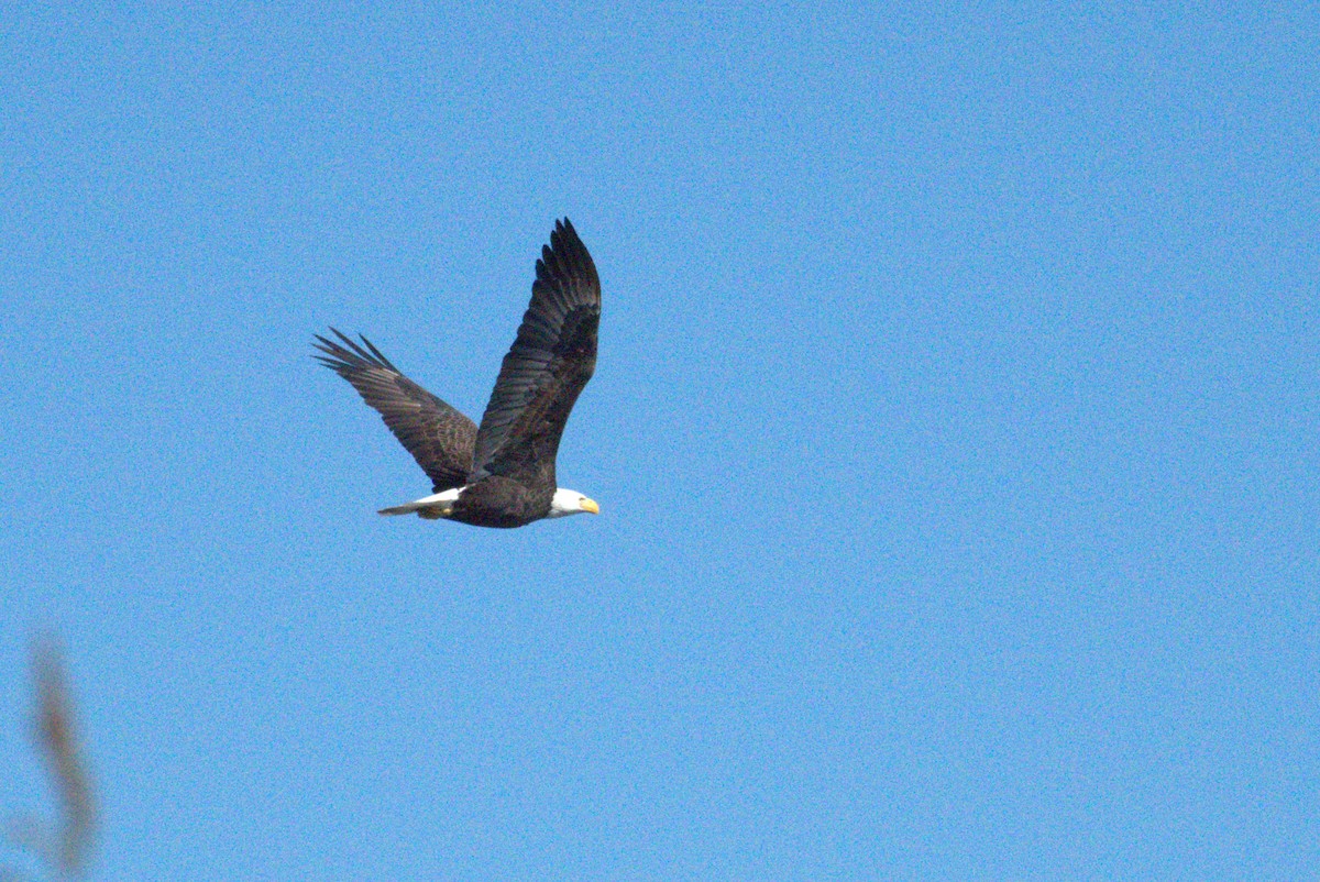 Pigargo Americano - ML644588906