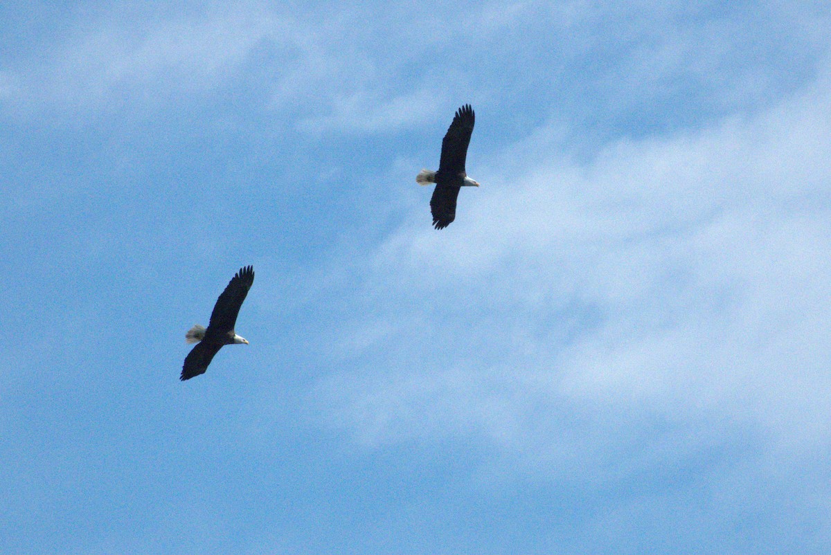 Pigargo Americano - ML644588909