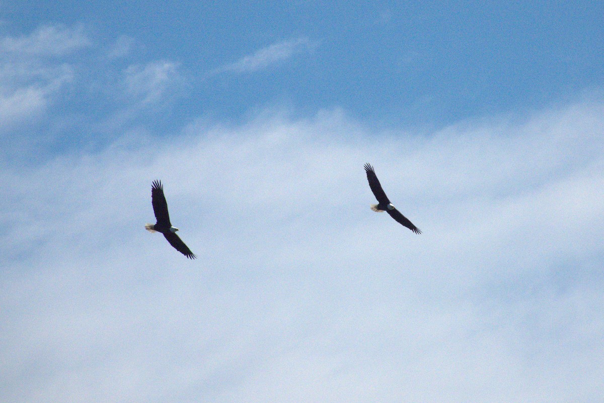 Pigargo Americano - ML644588910