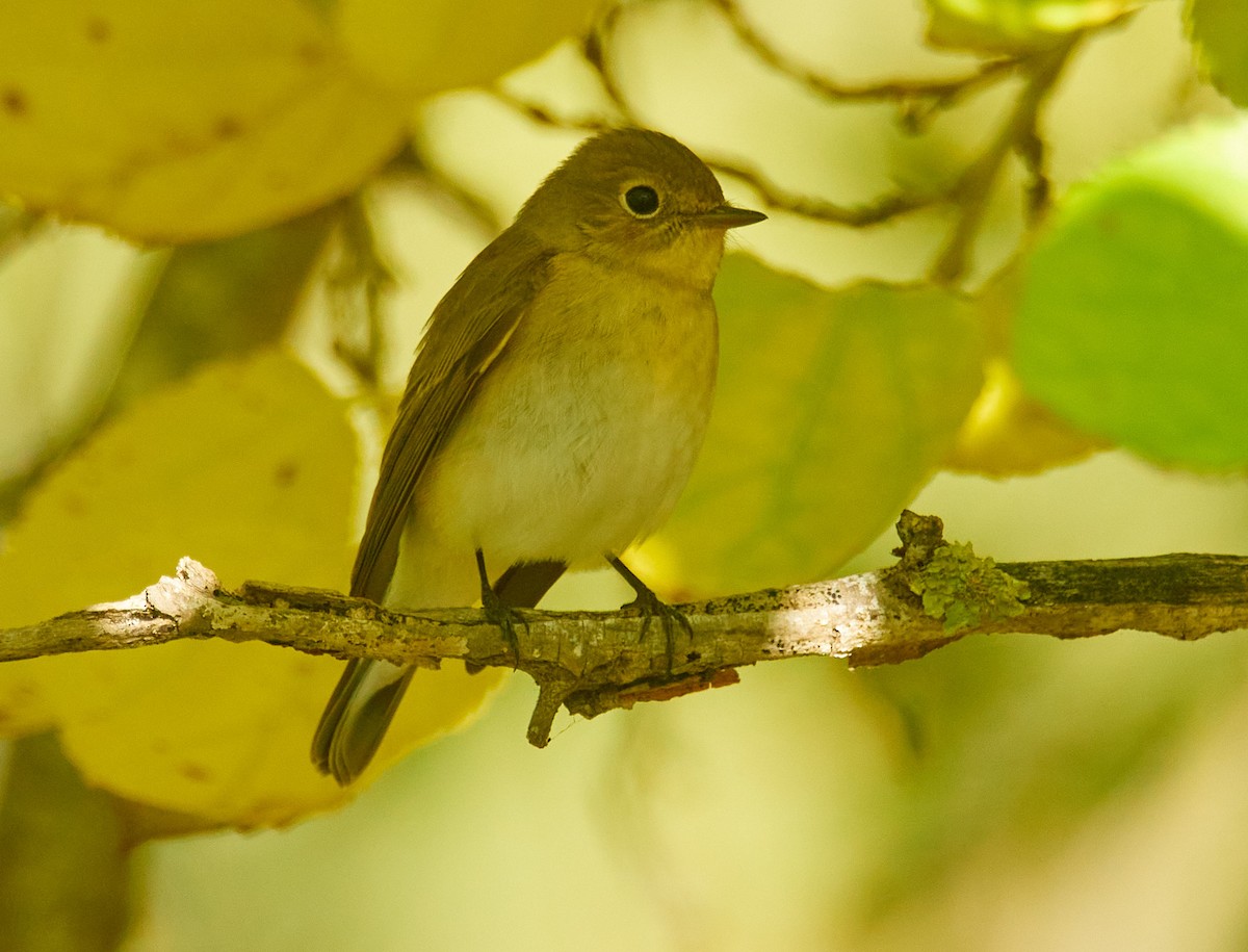 Red-breasted Flycatcher - ML644588914