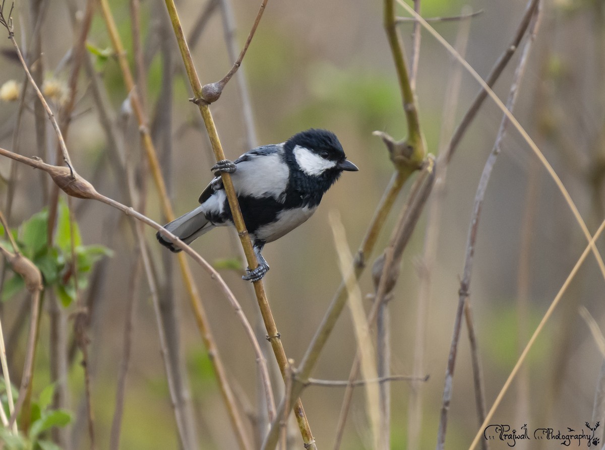 gråkjøttmeis (cinereus gr.) - ML644588915