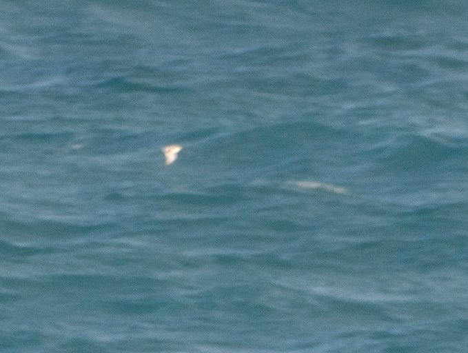 tanımsız küçük kumkuşu (Calidris sp.) - ML644588947